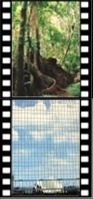 aus sidney cairns neg.jpg